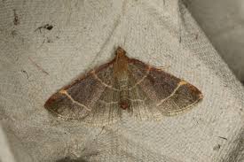 Attēlu rezultāti vaicājumam “Hypsopygia glaucinalis”