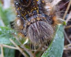 Attēlu rezultāti vaicājumam “Euthrix potatoria cocoon”