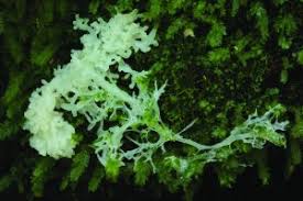 Attēlu rezultāti vaicājumam “Willkommlangea reticulata plasmodium”