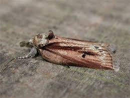 Attēlu rezultāti vaicājumam “Nycteola sp.”