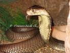 Estos <b>animales</b>, pertenecen a