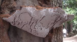 Attēlu rezultāti vaicājumam “Ganoderma applanatum”