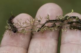Attēlu rezultāti vaicājumam “Utricularia minor leaf”