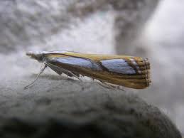 Attēlu rezultāti vaicājumam “Catoptria permutatellus”