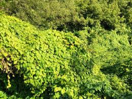 Attēlu rezultāti vaicājumam “Thladiantha dubia”