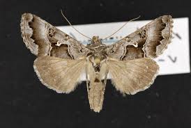 Attēlu rezultāti vaicājumam “Autographa excelsa”