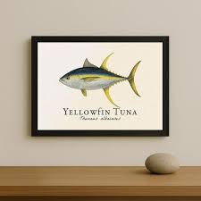 Image result for Thunnus albacares