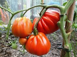 Afbeeldingsresultaat voor oranje van goeienbier tomato
