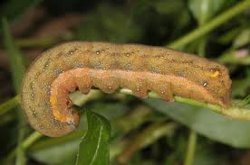 Attēlu rezultāti vaicājumam “Trachea atriplicis”