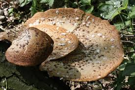 Attēlu rezultāti vaicājumam “Polyporus squamosus”