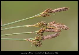 Attēlu rezultāti vaicājumam “Carex pilulifera”