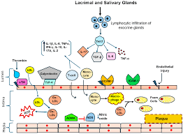 「ラブライナ・ワーズワース ワイルドアームズ クロスファイア」の画像検索結果