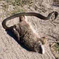 Attēlu rezultāti vaicājumam “Vipera berus adult”