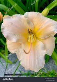 Attēlu rezultāti vaicājumam “Hemerocallis lilioasphodelus flower”