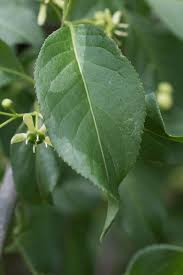 Attēlu rezultāti vaicājumam “Euonymus europaeus leaf”