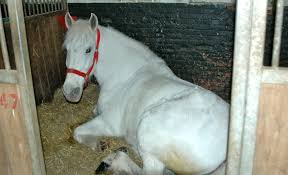 Image result for Old Park Riding Stables