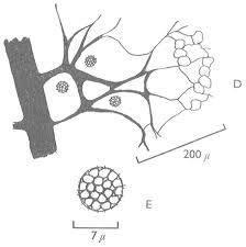 Attēlu rezultāti vaicājumam “Stemonitis foliicola stalked”