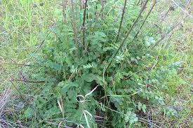 Image result for Sanguisorba minor