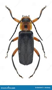 Attēlu rezultāti vaicājumam “Cantharis rustica imago”