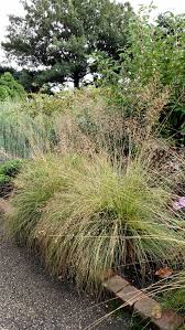 Attēlu rezultāti vaicājumam “Pleuridium subulatum sporophyte”