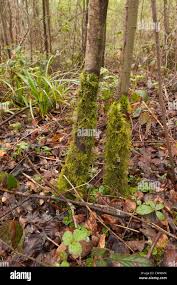 Attēlu rezultāti vaicājumam “Eurhynchium praelongum”