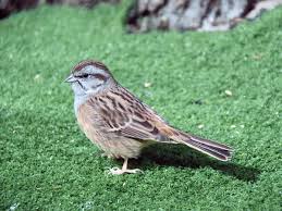 Image result for Emberiza cia