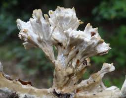 Attēlu rezultāti vaicājumam “Sebacina incrustans”