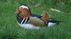 Attēlu rezultāti vaicājumam “Aix galericulata”