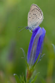 Attēlu rezultāti vaicājumam “Maculinea alcon female”