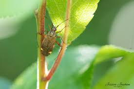 Attēlu rezultāti vaicājumam “Closterotomus biclavatus nymph”