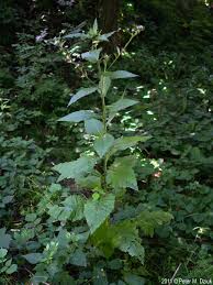 Attēlu rezultāti vaicājumam “Cirsium x rigens leaf”