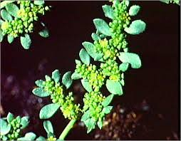 Attēlu rezultāti vaicājumam “Herniaria glabra flower”