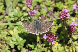 Attēlu rezultāti vaicājumam “Pyrgus serratulae”