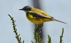 Attēlu rezultāti vaicājumam “Motacilla flava flava”