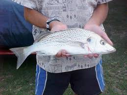 Image result for Pomadasys commersonnii