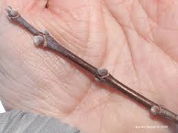 Attēlu rezultāti vaicājumam “Acer negundo bud”