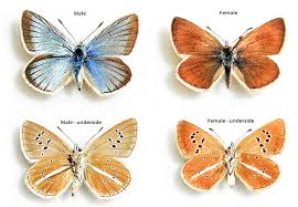 Attēlu rezultāti vaicājumam “Agrodiaetus damon”