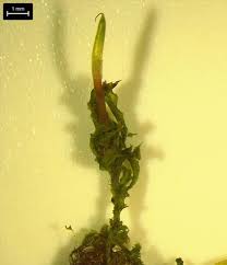 Attēlu rezultāti vaicājumam “Plagiomnium cuspidatum sporophyte”