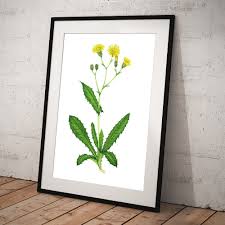 Attēlu rezultāti vaicājumam “Crepis paludosa flower”