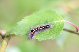 Attēlu rezultāti vaicājumam “Euproctis similis larva”