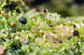 Attēlu rezultāti vaicājumam “Colloderma oculatum”