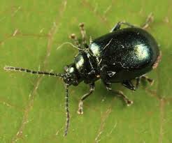 Attēlu rezultāti vaicājumam “Altica sp.”