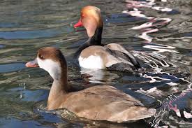 Image result for Netta rufina