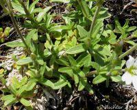 Attēlu rezultāti vaicājumam “Cerastium arvense leaf”
