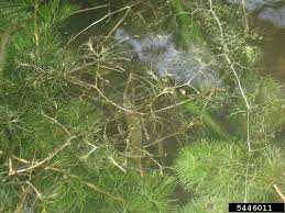 Attēlu rezultāti vaicājumam “Najas minor”