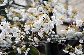 Attēlu rezultāti vaicājumam “Cerasus flower”