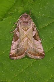 Attēlu rezultāti vaicājumam “Eucarta virgo”