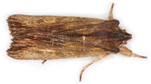 Attēlu rezultāti vaicājumam “Lithophane furcifera”