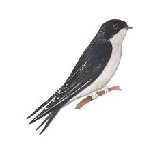 Attēlu rezultāti vaicājumam “Delichon urbicum”