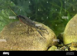 Attēlu rezultāti vaicājumam “Nepa cinerea imago”